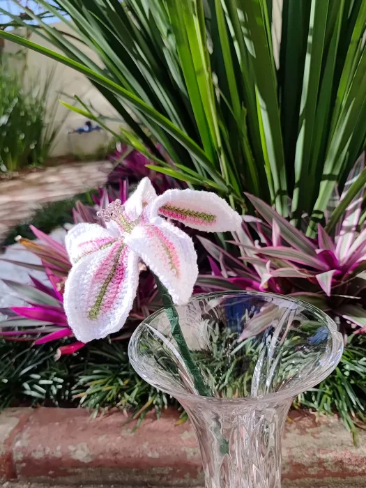 Lírio rosado de 5 pétalas - Imagem 1