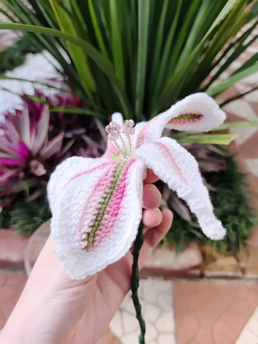 Lírio rosado de 5 pétalas - Imagem 5